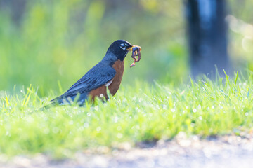 American robin  with earthworms