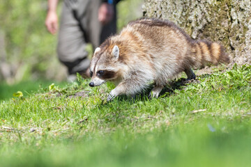 American, northern or common raccoon (also spelled racoon) in spring