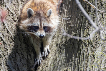 American, northern or common raccoon (also spelled racoon) in spring