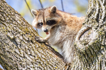 American, northern or common raccoon (also spelled racoon) in spring