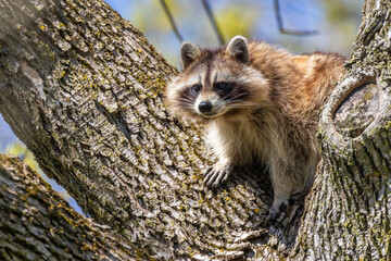 American, northern or common raccoon (also spelled racoon) in spring