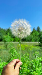 White fluffy dandelion close-up against blue sky and green grass