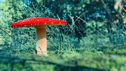 Bright red fly agaric against the background of green grass in the forest close-up