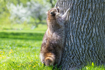 American, northern or common raccoon (also spelled racoon) in spring