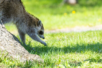 American, northern or common raccoon (also spelled racoon) in spring