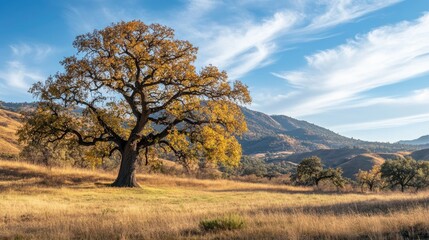 Obraz premium Majestic oak tree in autumnal landscape, golden leaves against a clear blue sky and rolling hills.