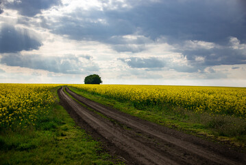 Agro-industrial fields of Ukraine. Black earth lands of the central zone of Ukraine. Rapeseed fields. Industrial crop has blossomed. Vast fields and horizons. Yellow color is in fashion.Minimalism.