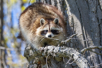 American, northern or common raccoon (also spelled racoon) in spring
