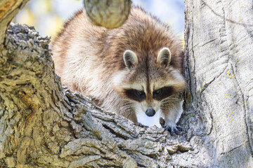 American, northern or common raccoon (also spelled racoon) in spring