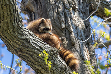 American, northern or common raccoon (also spelled racoon) in spring
