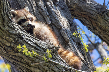 American, northern or common raccoon (also spelled racoon) in spring