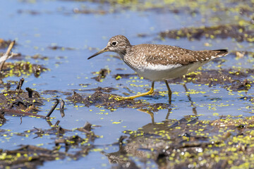 solitary sandpiper (Tringa solitaria) in spring