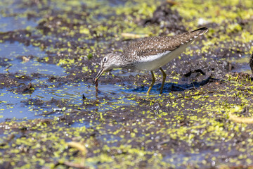 solitary sandpiper (Tringa solitaria) in spring