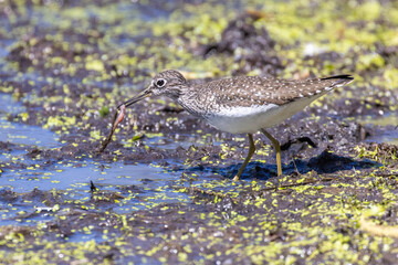 solitary sandpiper (Tringa solitaria) in spring