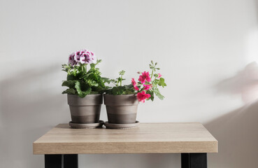 geranium in flowerpot on wooden table on white background