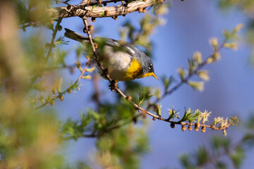 Male northern parula (Setophaga americana) singing in spring