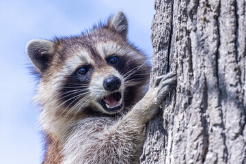 American, northern or common raccoon (also spelled racoon) in spring