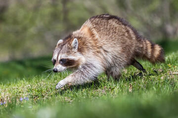 American, northern or common raccoon (also spelled racoon) in spring