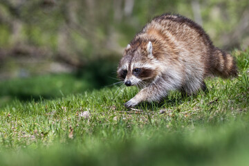 American, northern or common raccoon (also spelled racoon) in spring