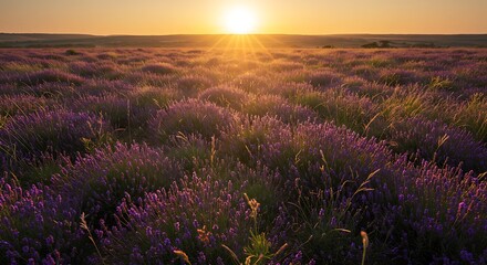 Fototapeta premium Lavender field sunrise
