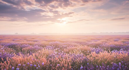 Lavender field sunrise