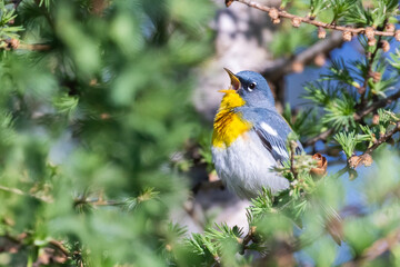 Male northern parula (Setophaga americana) singing in spring