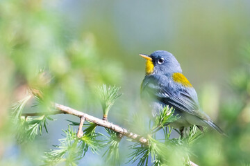 Male northern parula (Setophaga americana) singing in spring