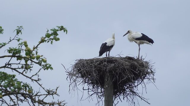 Two storks stand in a nest on a pole, one bird in the poop
