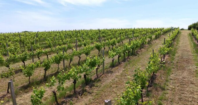 Long survol au dessus des vignes