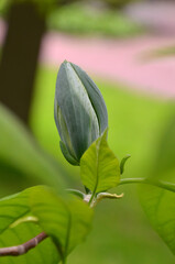 Yellow magnolia Acuminata or cucumber tree branch with green bud at the beginning of blooming season . Closeup photo outdoors. Gardening,landscaping concept. Free copy space. 