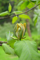 Cucumber tree (yellow Magnolia acuminata) branch with green leaves and yellow flower at the beginning of the flowering season. Closeup photo. Landscaping ,gardening concept. Free copy space . © Mariana
