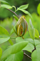 Cucumber-tree (yellow Magnolia acuminata) flower bud at the beginning of blooming season.Close up photo outdoors. Landscaping ,planting ,growing trees concept. Free copy space.