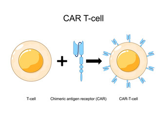 CAR-T-cell formation