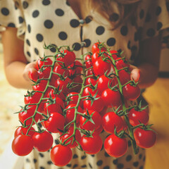 Cherry tomatoes on hands with vine