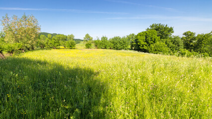 agricultural field on hillside in mountains near forest in morning light. green environment. beautiful view of fresh alpine pasture. picturesque countryside wallpaper
