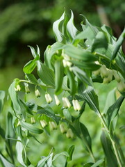 Polygonatum multiflorum - kokoryczka wielkokwiatowa 