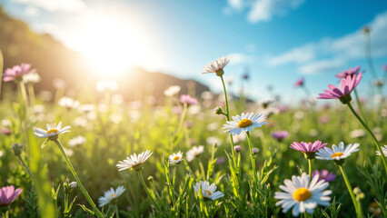 A vibrant meadow of white and pink spring daisies under golden sunlight, ideal for eco-friendly ads, wellness branding, and nature-themed decor    keywords:   meadow, daisy, flowers, spring, white, 