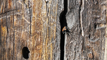 Ligei spotted bug on tree macro photography