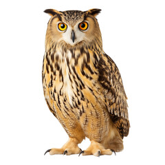 Fototapeta premium Eurasian eagle-owl isolated on white background