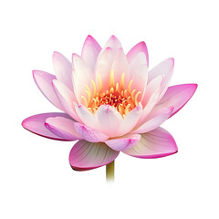  nature lotus flower
