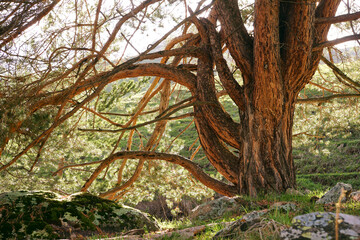 An old, thick pine trunk with many intertwined branches illuminated by the setting sun. A cozy place in the forest