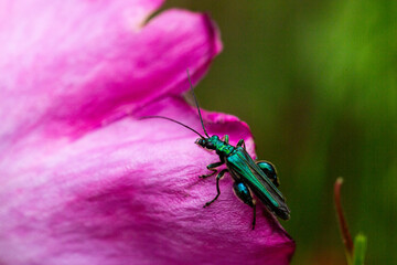 dettaglio di scarabeo su petali di rosa