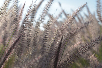wild flowers in the park on a windy day