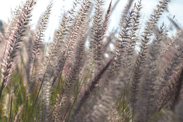 field of wild flowers in a windy day in the park
