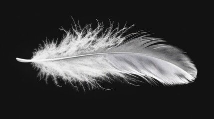 Obraz premium Close-up view of a single delicate bird feather.