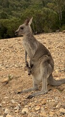 A close-up portrait of a curious kangaroo standing upright on rocky ground in Australian bushland. Perfect for wildlife, travel, and nature themes, showcasing unique Australian fauna.