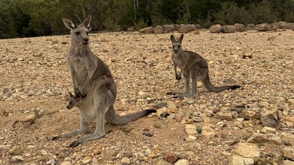 A close-up portrait of a curious kangaroo standing upright on rocky ground in Australian bushland. Perfect for wildlife, travel, and nature themes, showcasing unique Australian fauna.