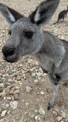 A close-up portrait of a curious kangaroo standing upright on rocky ground in Australian bushland. Perfect for wildlife, travel, and nature themes, showcasing unique Australian fauna.