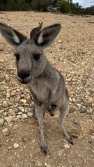 A close-up portrait of a curious kangaroo standing upright on rocky ground in Australian bushland. Perfect for wildlife, travel, and nature themes, showcasing unique Australian fauna.