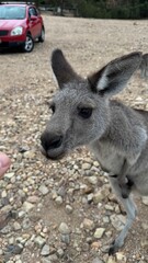 A close-up portrait of a curious kangaroo standing upright on rocky ground in Australian bushland. Perfect for wildlife, travel, and nature themes, showcasing unique Australian fauna.